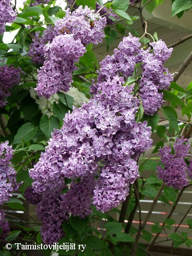 Syringa vulgaris